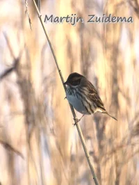 Dwerggors [Emberiza pusilla]
